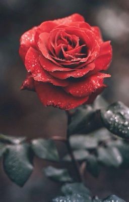 Дьявольские возлюбленные