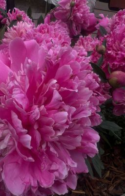 опасная Любовь