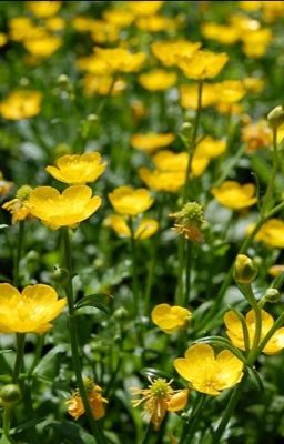 Лютик цветок ядовитый