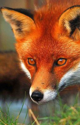 Из рода Лисицы