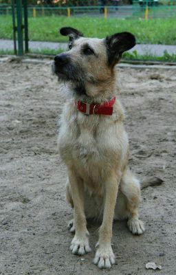 Собачья Жизнь