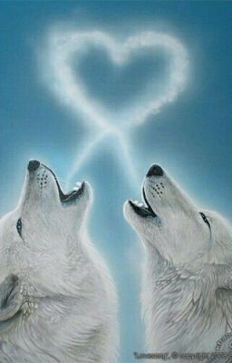 Академия оборотней.