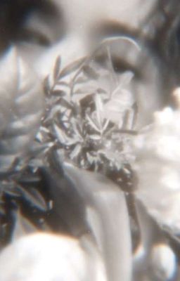 Цветок Пирата 