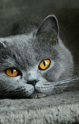 <<Жизнь кота Тома>>