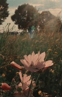 Наше лето, Или 1461 день