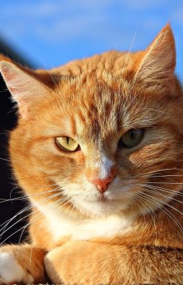 Рыжий кот