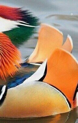 Что-нибудь откуда-то