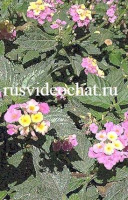 Благодаря чему так популярны сегодня чаты по камере?