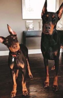 из бедного ада в богатый рай