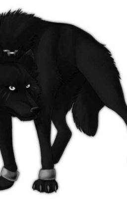 Альфа стаи чёрных волков 