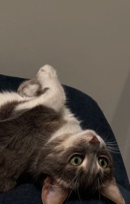 Я больше не могу