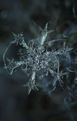 Снежинки на воде