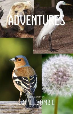 Приключения птичек и их спутников