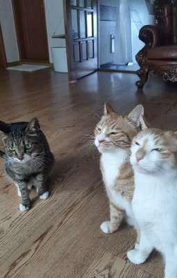 Жизнь суни, дуни, дори