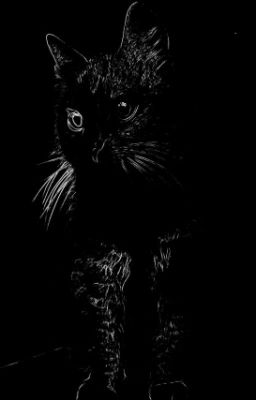 Коты и кошки.