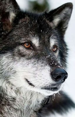 Болен тобой [18+]