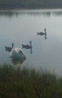 Грустная жизнь .