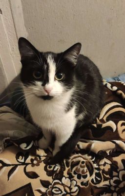 Статус, бабки, перспективы