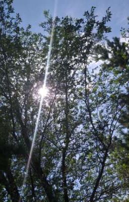 Лес или же переключение в Лесу🌲🌳 