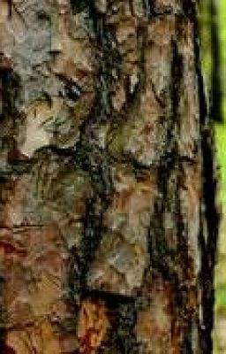 Когда плачут цикады