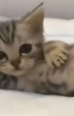 Хитрая кошка