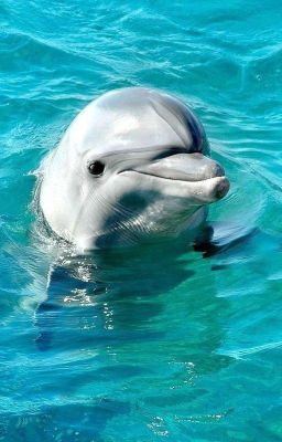 космо и спраут больше чем друзья