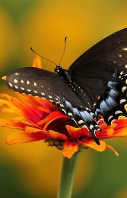 Из серой мышки в прекрасную бабочку