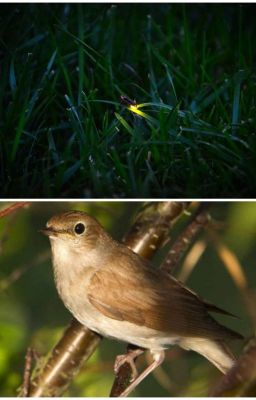 Светлячок и Птичка