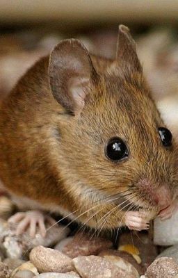 Необычные приключения двух мышек (Замороженно!)