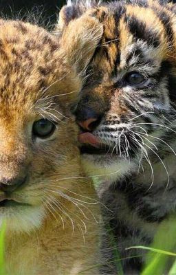      Приключения льва Неона и  тигра Сомбра 