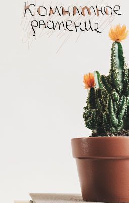 Комнатное растение