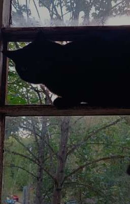 Дневник немого одинокого писателя.