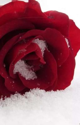 Кровавая луна