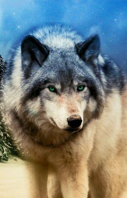 Выбор Волка🐺