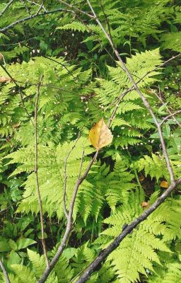 Но тем не менее