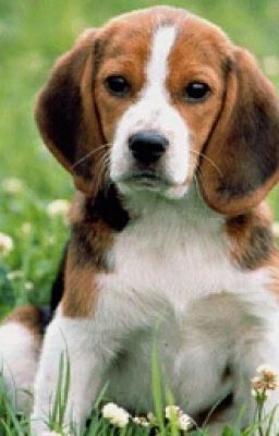 Отважный Бос