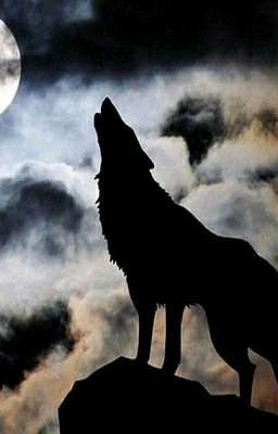 Неожиданная встреча