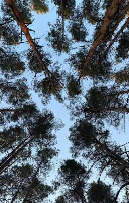 через тернии к звёздам