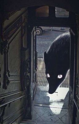 Силуэт В Тени