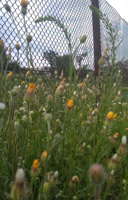 Проигрыватель