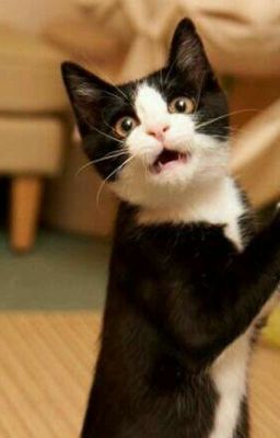 Дневник кота Хомы