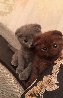 Стихи забытого поэта.