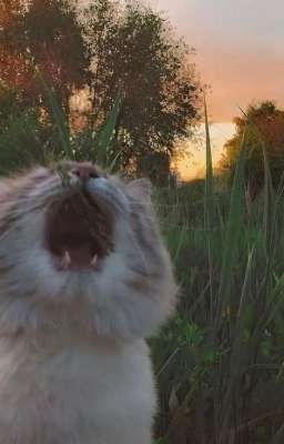 ✩::беззаботное лето. 