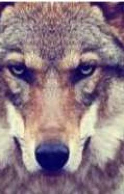 Я Люблю Тебя Сет