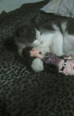 Из жизни Барсика