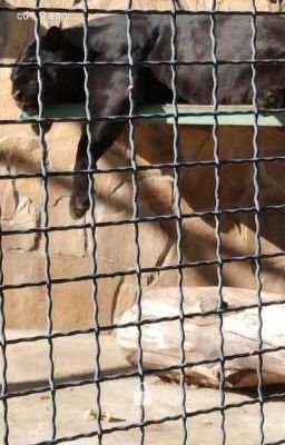 "Кошка и мышка"