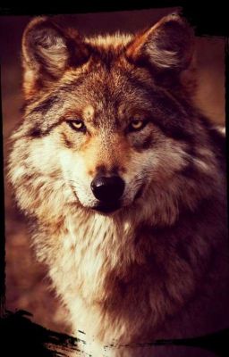 Волк и Мышь |BxB|