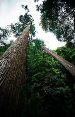 Мой дневник.