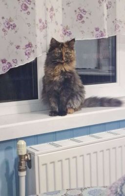 Духи кладовой 