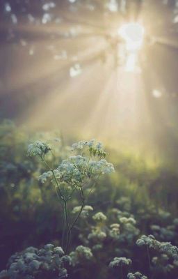 Ты - мой лучик солнца в мрачную погоду 